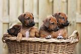RODESIAN RIDGEBACK 218